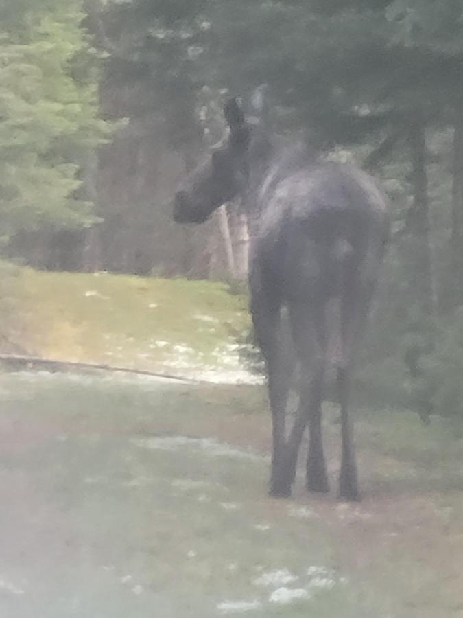 Ladd Pond Cabins And Campground, Llc Colebrook Εξωτερικό φωτογραφία